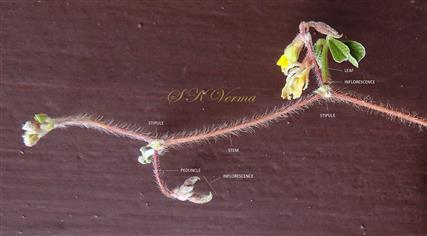  Inflorescence